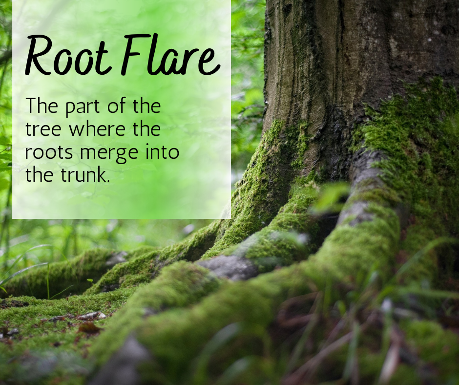 Free Your Tree's Root Flare